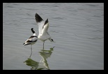 Avocette lgante (Recurvirostra avosetta)
