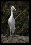 Hron garde-boeufs (Bubulcus ibis)